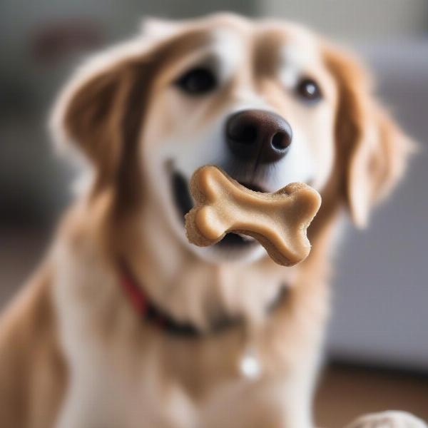 Dog Enjoying Homemade Treats