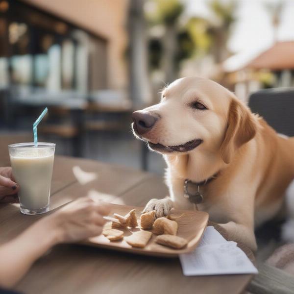 Dog enjoying a meal at a dog-friendly restaurant in Oceanside