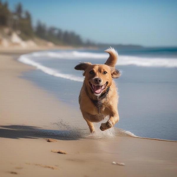 Dog Having Fun at Ocean Beach