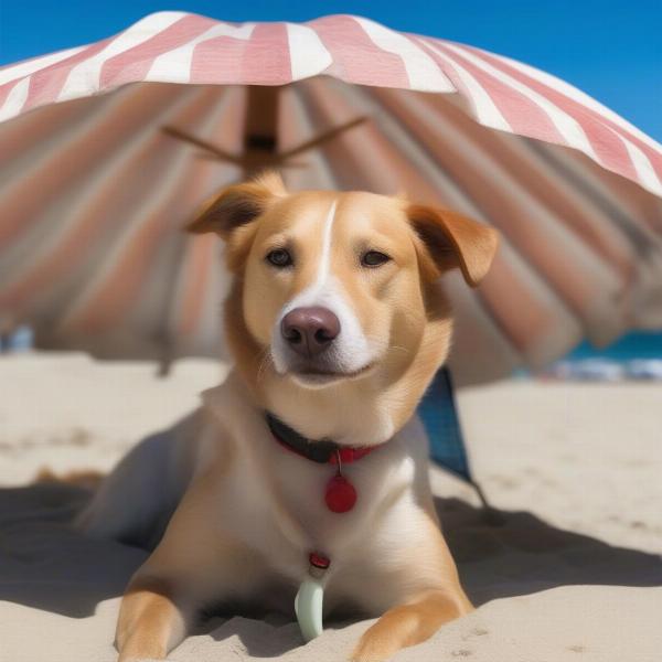 Dog enjoying shade at Monterey beach