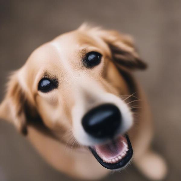 A dog enjoying a spent beer grain treat