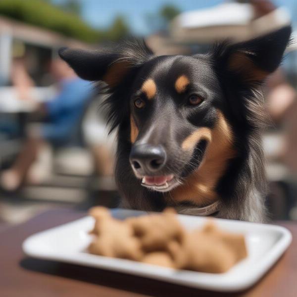 A dog enjoying a treat at a Long Island restaurant