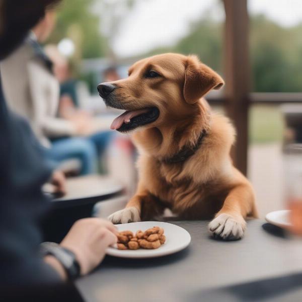 Dog enjoying a treat at a restaurant