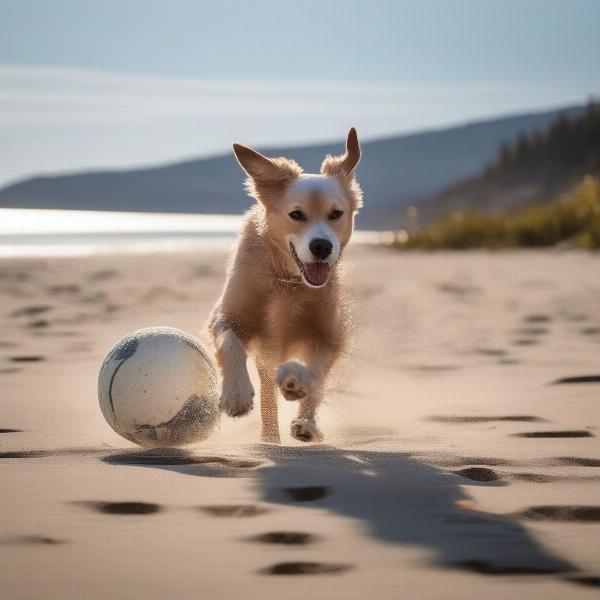 Dog-Friendly Activities in Acadia National Park