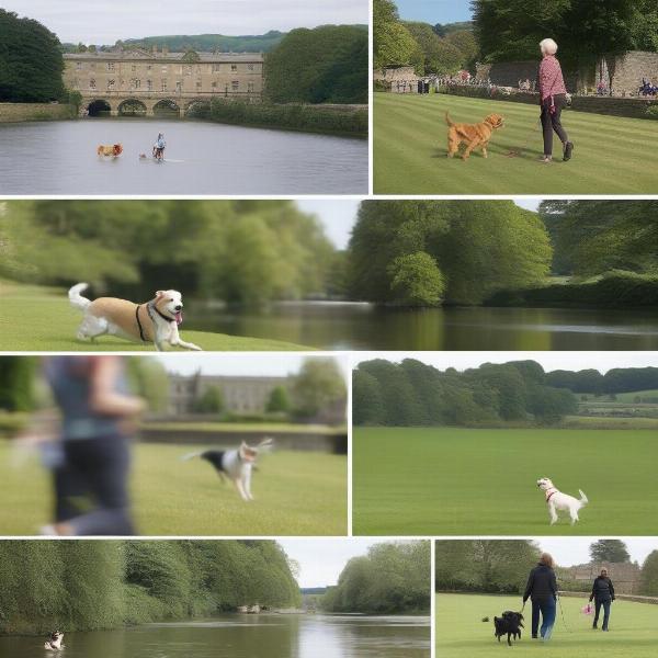 Dogs enjoying various activities in Bakewell, including riverside walks, playing in Bakewell Park, and exploring the grounds of Chatsworth House.