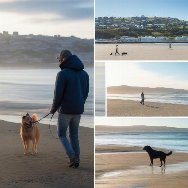 Enjoy dog-friendly activities and attractions in Dunedin.