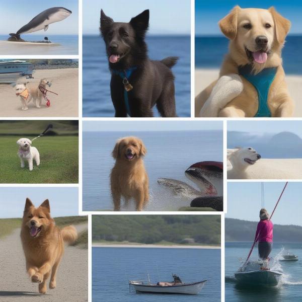 Dog-friendly activities and attractions in Eden, NSW, such as whale watching tours and scenic walks.