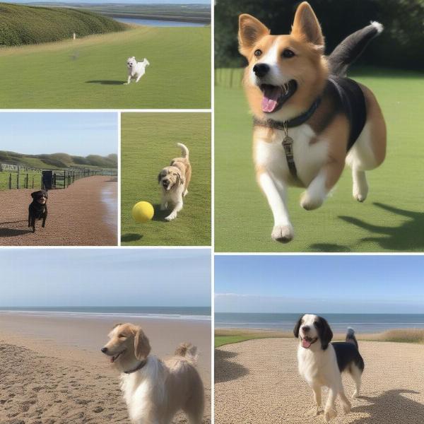 Dog-friendly activities in Filey, such as walks along the beach, visits to dog-friendly pubs, and exploring the local countryside.