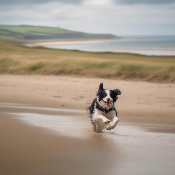 Exploring North Yorkshire with Your Dog