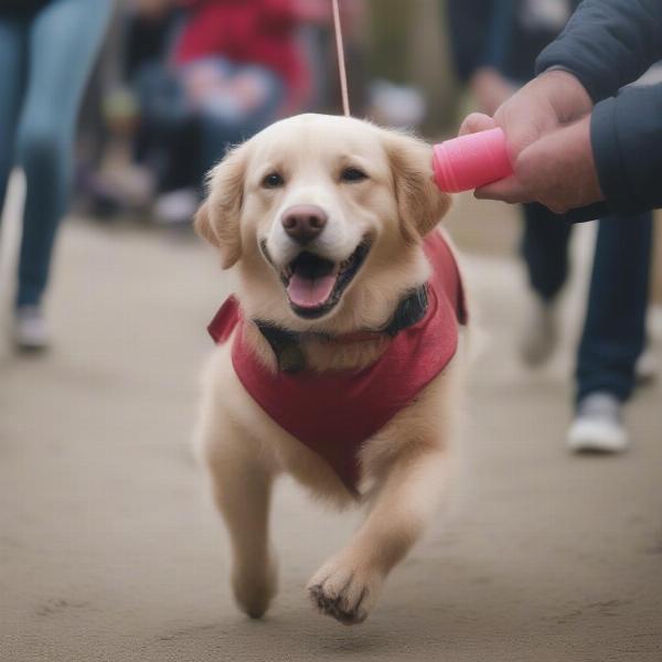 Dog-Friendly Activities in Rhode Island