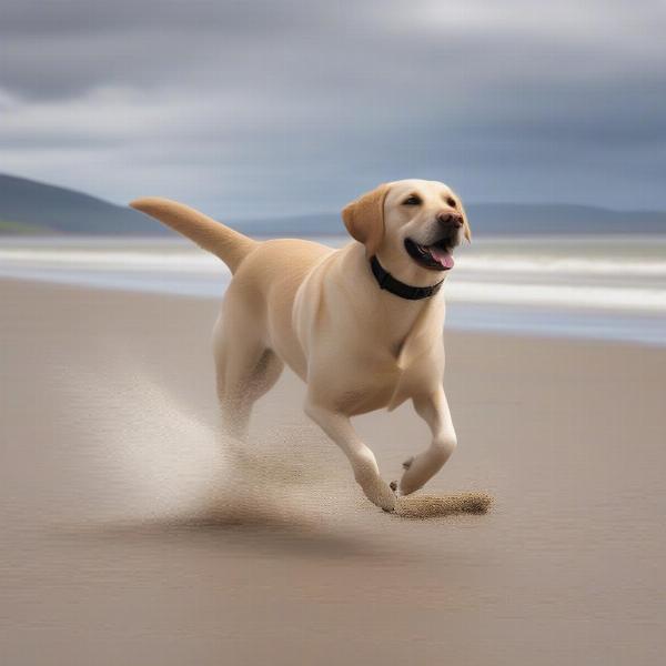 Dog enjoying a walk on a Scottish beach with its owner.