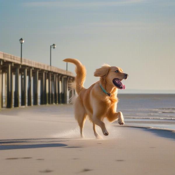 Dog enjoying the beach on St. Simons Island