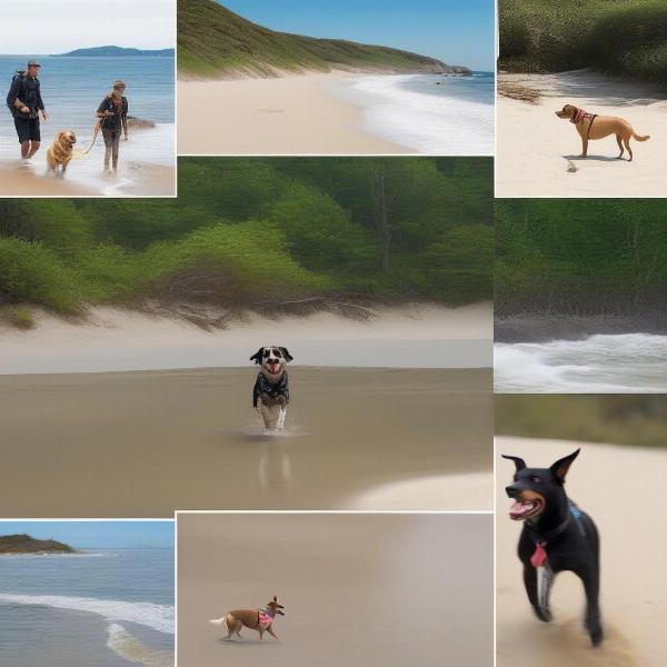 Dog enjoying various activities on the Sunshine Coast, including swimming, hiking, and playing on the beach.