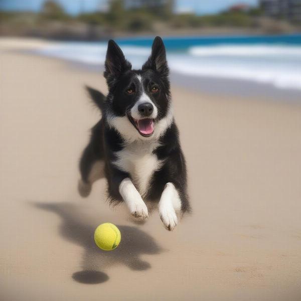 Dog-Friendly Activities in Tweed Heads