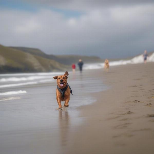 Dog-Friendly Activities in Wales