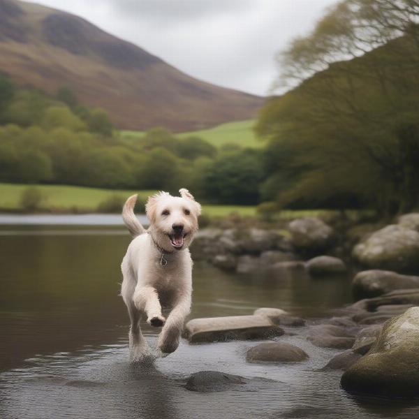 Dog friendly activities in Windermere