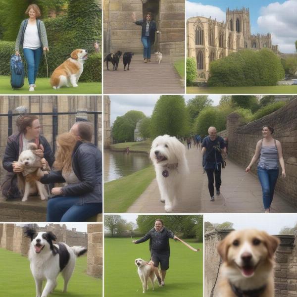 Dog-friendly activities in York