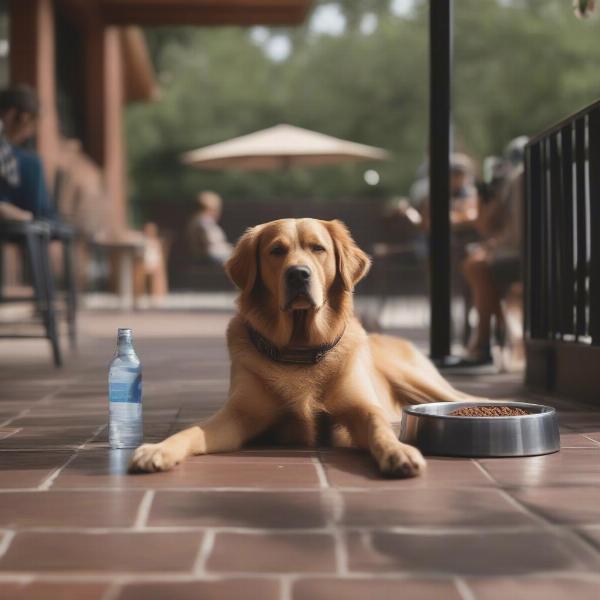 A dog enjoying a patio at a dog-friendly bar