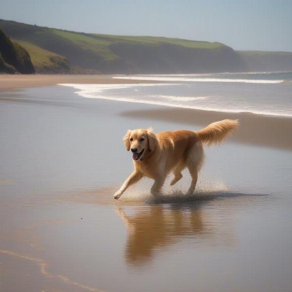 Dog-friendly beach in Devon with a golden retriever playing fetch in the shallows