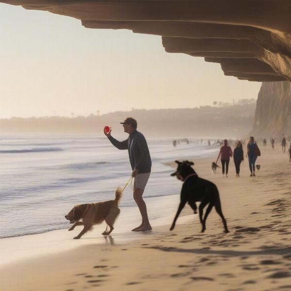 A dog playing fetch on a dog-friendly beach in La Jolla, California, with the ocean in the background.