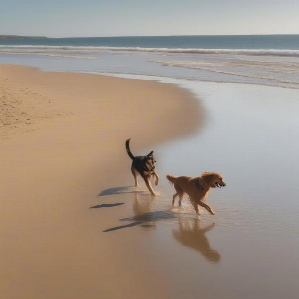 A dog-friendly beach in Somerset, perfect for a seaside stroll with your furry friend.