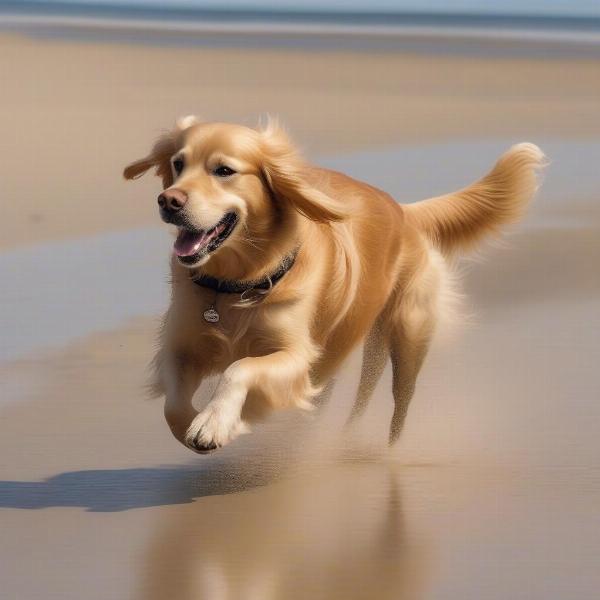 Dog running on a Swansea beach