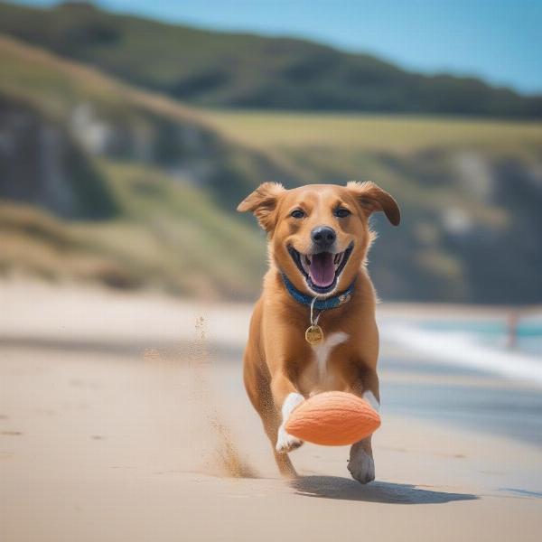 Dog enjoying the sand on a dog-friendly beach in Cornwall