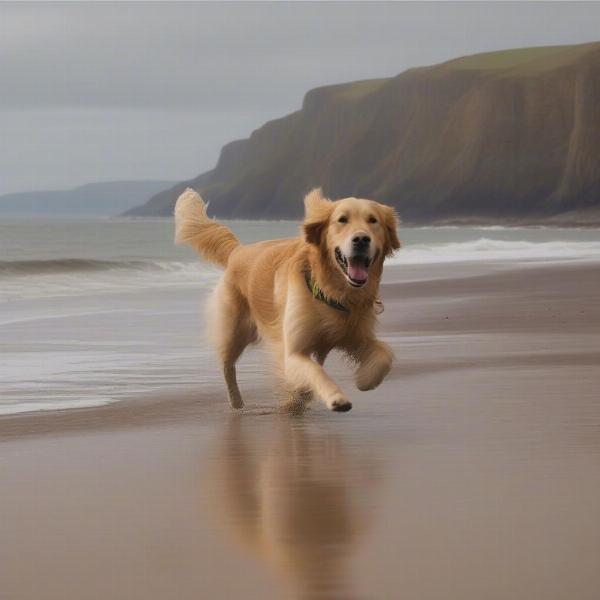 Dog-friendly beaches in Devon