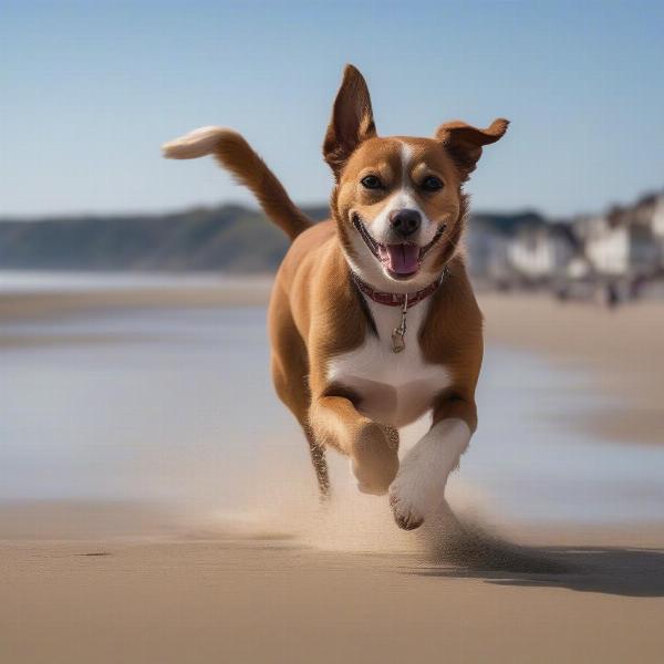 Dog-friendly beaches in Hastings, England