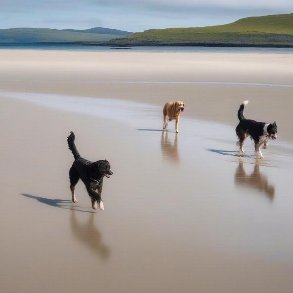 Dog-friendly beaches on Mull