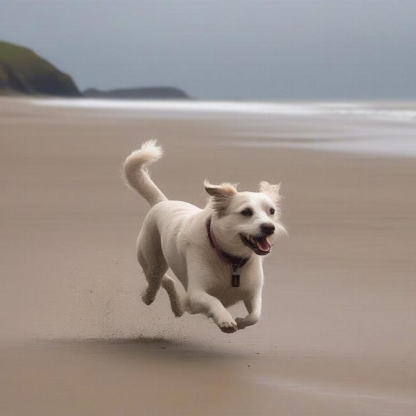 Dog-friendly beaches and coastal walks in Pembrokeshire