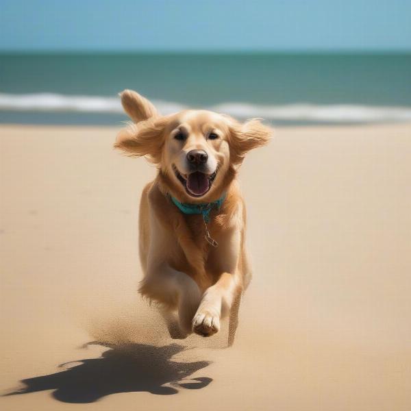 Dog running on a sandy stretch of a dog-friendly beach in Pembrokeshire