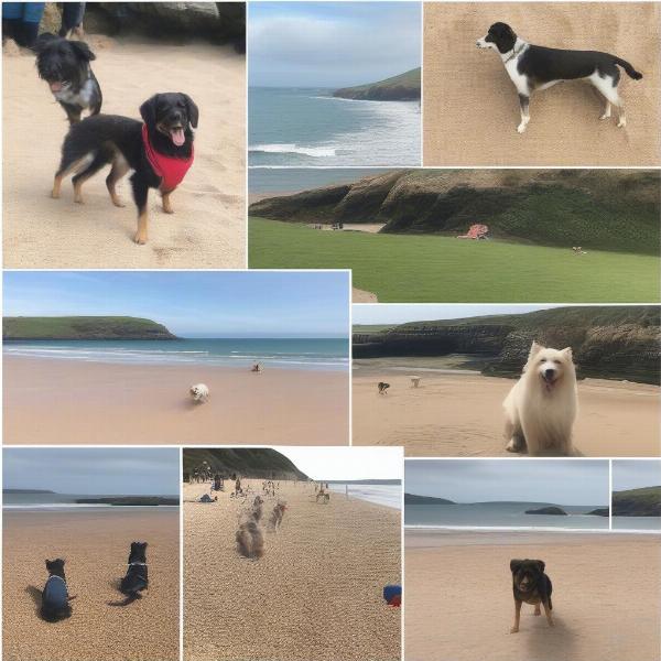 Dog-friendly beaches in South Devon