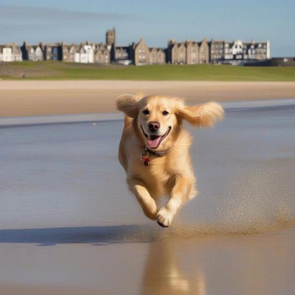 Dog Friendly Beaches in St Andrews