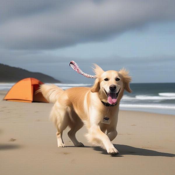 Dog enjoying the beach at a dog-friendly campsite in Byron Bay