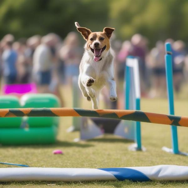 Dog-Friendly Festival Activities