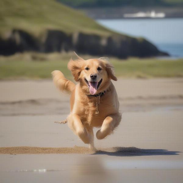 Dog friendly hotel on Anglesey beach with dog walking