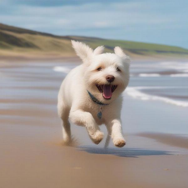 Dog-friendly beaches in Northumberland