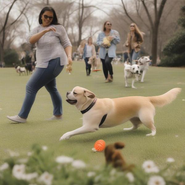 Dog-Friendly Parks in Midtown Atlanta