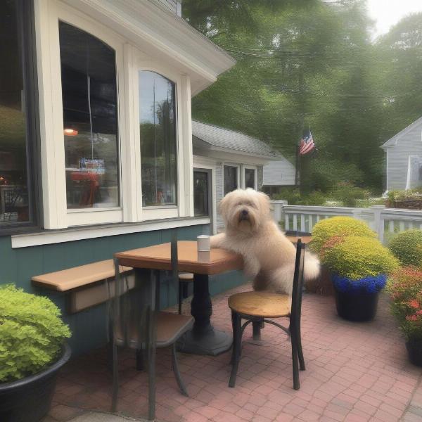 Dog-friendly patio in Orleans MA