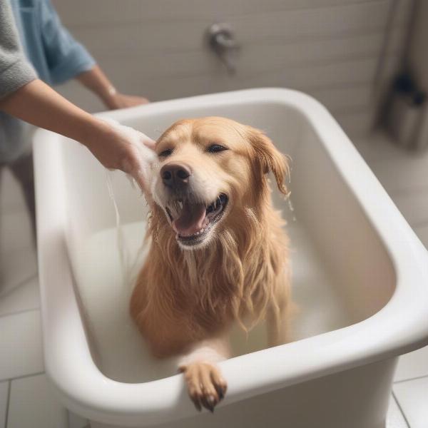 Dog Getting a Bath