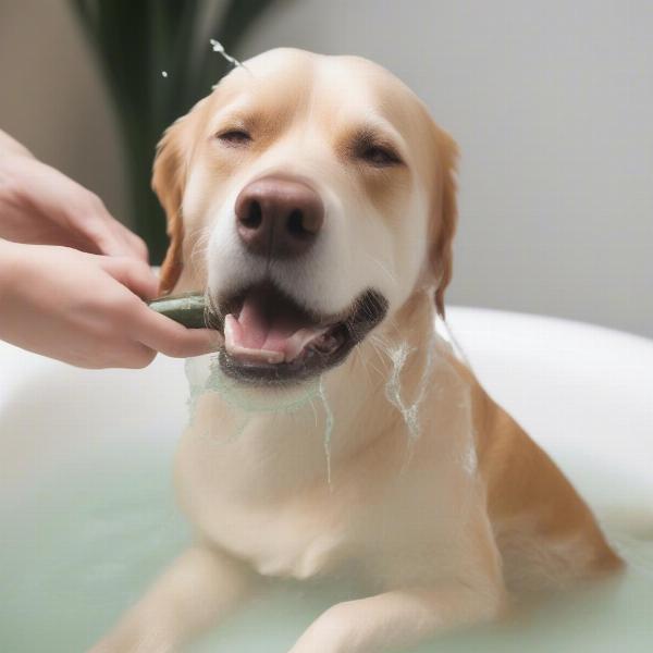 Dog Getting Bath with Tea Tree Shampoo