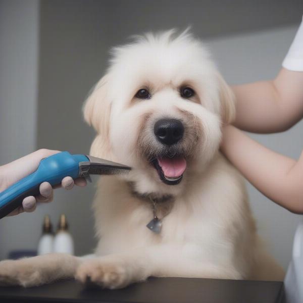 Dog getting groomed for tail biting prevention