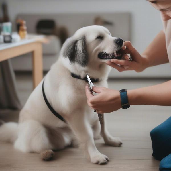 Dog getting its nails trimmed