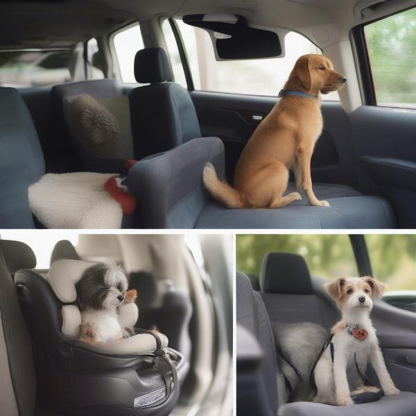 Dog Getting Used to Car Seat