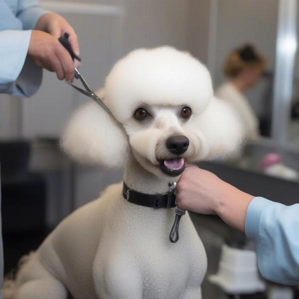 Dog groomer in London working with a Poodle