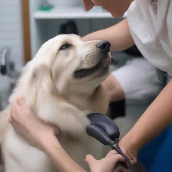 A dog groomer carefully checking a dog's ears in Summerville, SC.