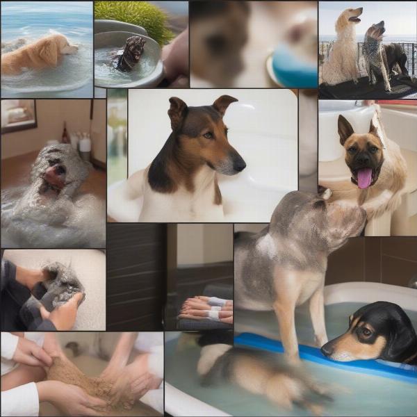 Dog Spa Treatments in Carmel-by-the-Sea