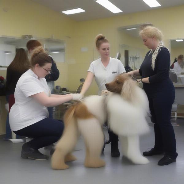 Students Practicing Dog Grooming in Limerick