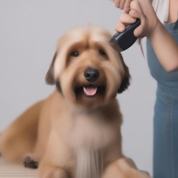 Dog Grooming for Online Shows